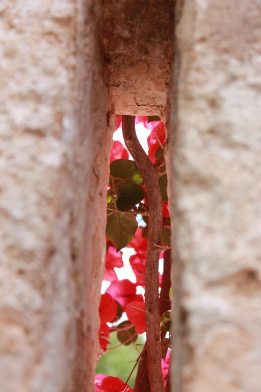 Masseria Gianecchia Чистернино Экстерьер фото